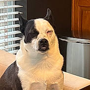 Birdie is registered to the contest to win money with this photo: dog, black_and_white, couch, indoor, window_blinds, wooden_cabinets, pet, sitting, toothy_grin, squinting, candid, cozy, home_interior, fur, cute, companion, animal, domestic, portrait, relaxed