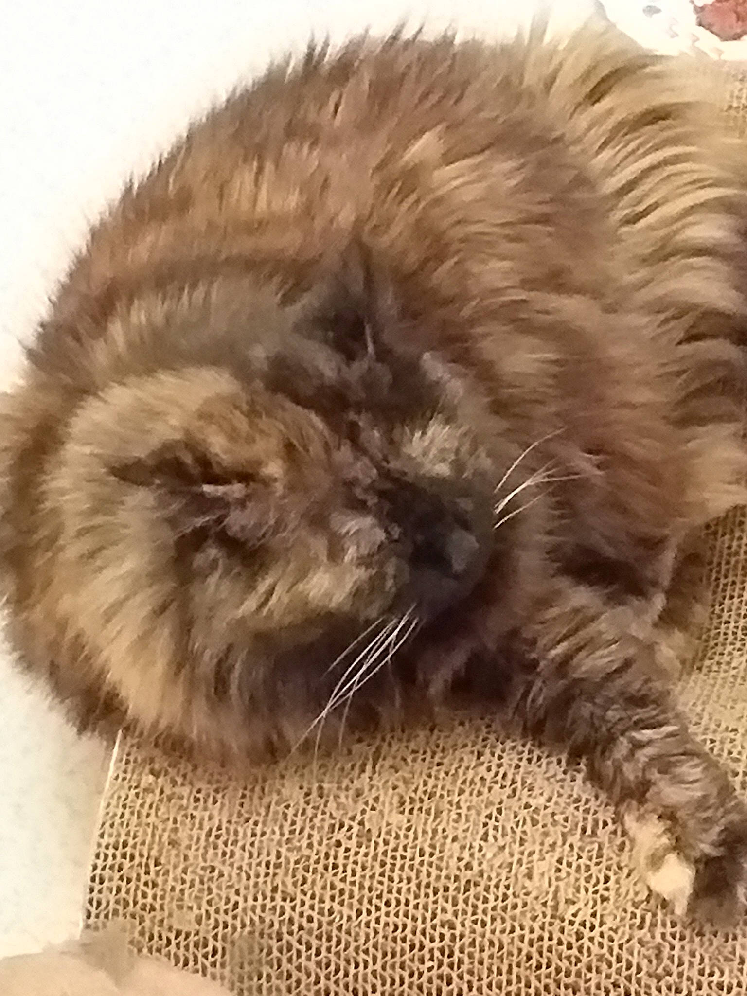 Bibiche a rejoint le concours — aidez-le/la à gagner de superbes lots ! british_longhair, british_semi_longhair, carnivore, cat, domestic_long_haired_cat, ear, felidae, fur, kitten, maine_coon, nap, norwegian_forest_cat, persian, ragamuffin, sleep, small_to_medium_sized_cats, snout, whiskers