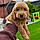 Dixie