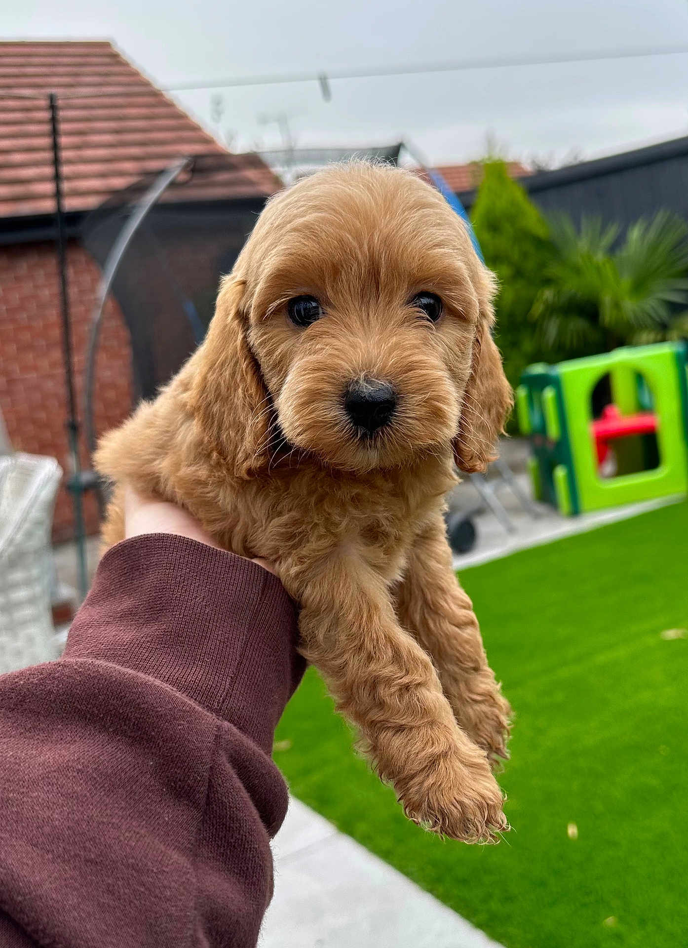 Dixie joined the competition — help win amazing prizes! puppy, dog, cute, fluffy, brown, pet, animal, outdoor, grass, playground, hand, holding, fur, young, small, garden, backyard, cuddly, adorable, portrait