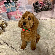 Dixie is registered to the contest to win money with this photo: dog, brown_dog, bow_tie, pet, holiday, christmas, presents, gift_boxes, pinecones, basket, rug, indoor, decorations, festive, cute, fluffy, animal, sitting, portrait, cozy