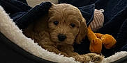 Dixie is registered to the contest to win money with this photo: puppy, dog, bed, blanket, stuffed_toy, indoor, cozy, plush, fur, cute, pet, animal, resting, soft, toy, snug, warm_lighting, decor, small_dog, relaxing