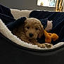 puppy, dog, bed, blanket, stuffed_toy, indoor, cozy, plush, fur, cute, pet, animal, resting, soft, toy, snug, warm_lighting, decor, small_dog, relaxing
