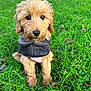Dixie is registered to the contest to win money with this photo: puppy, dog, grass, outdoor, pet, cute, fur, animal, canine, jacket, young, nature, greenery, sitting, adorable, eyes, fluffy, small, portrait, park