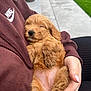 Dixie joined the competition — help win amazing prizes! puppy, dog, sleeping, fluffy, brown_fur, person, hand, hoodie, maroon, nike_logo, outdoor, grass, concrete, nail_polish, cute, pet, resting, cozy, closeup, portrait