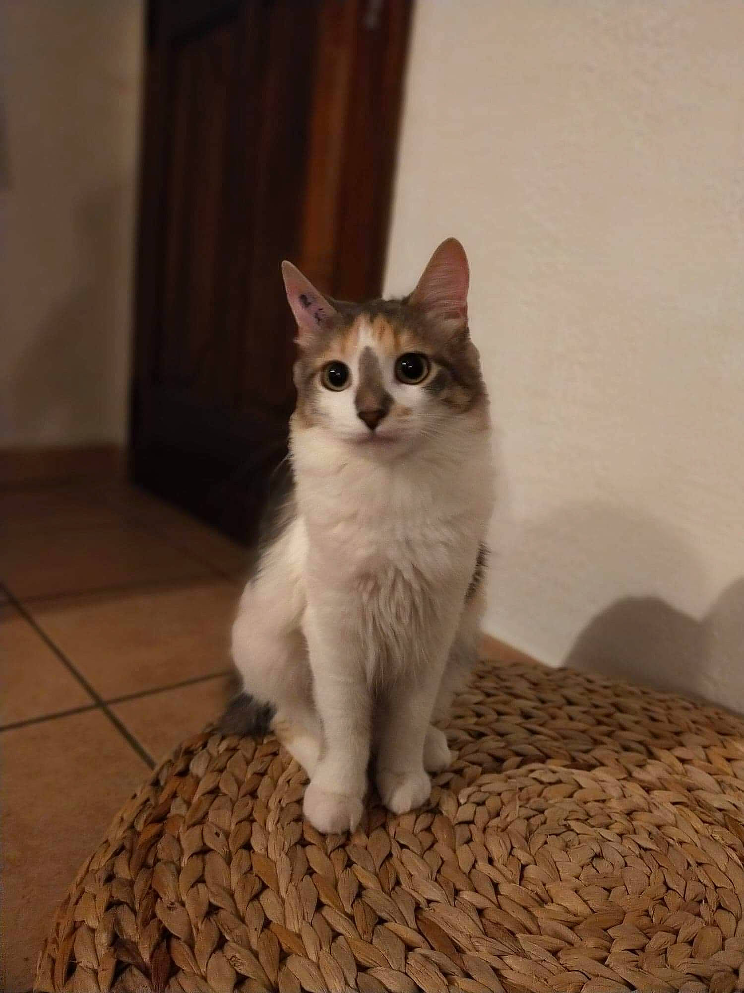 Princesse a rejoint le concours — aidez-le/la à gagner de superbes lots ! aegean_cat, american_wirehair, asian, burmilla, carnivore, cat, domestic_short_haired_cat, european_shorthair, eye, fawn, felidae, kitten, mammal, ojos_azules, ragdoll, small_to_medium_sized_cats, turkish_angora, turkish_van, vertebrate, whiskers