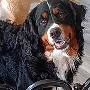 Gisa joined the competition — help win amazing prizes! dog, bernese_mountain_dog, pet, smiling, indoor, black_coat, white_fur, brown_fur, metal_gate, floor, animal, canine, portrait, friendly, closeup, fur, head, face, looking, house