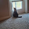 Coco is registered to the contest to win money with this photo: cat, calico_cat, pet, animal, sitting, indoors, window, door, blinds, carpet, tail, back_view, looking_outside, home, room, natural_light, cozy, quiet, portrait, photography