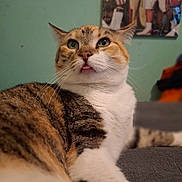 Coco is registered to the contest to win money with this photo: cat, tabby, white_fur, brown_fur, portrait, close_up, tongue_out, whiskers, green_eyes, ears, nose, feline, pet, sitting, indoor, couch, soft_lighting, home, fur, funny_expression