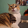 cat, tabby, white_fur, brown_fur, portrait, close_up, tongue_out, whiskers, green_eyes, ears, nose, feline, pet, sitting, indoor, couch, soft_lighting, home, fur, funny_expression