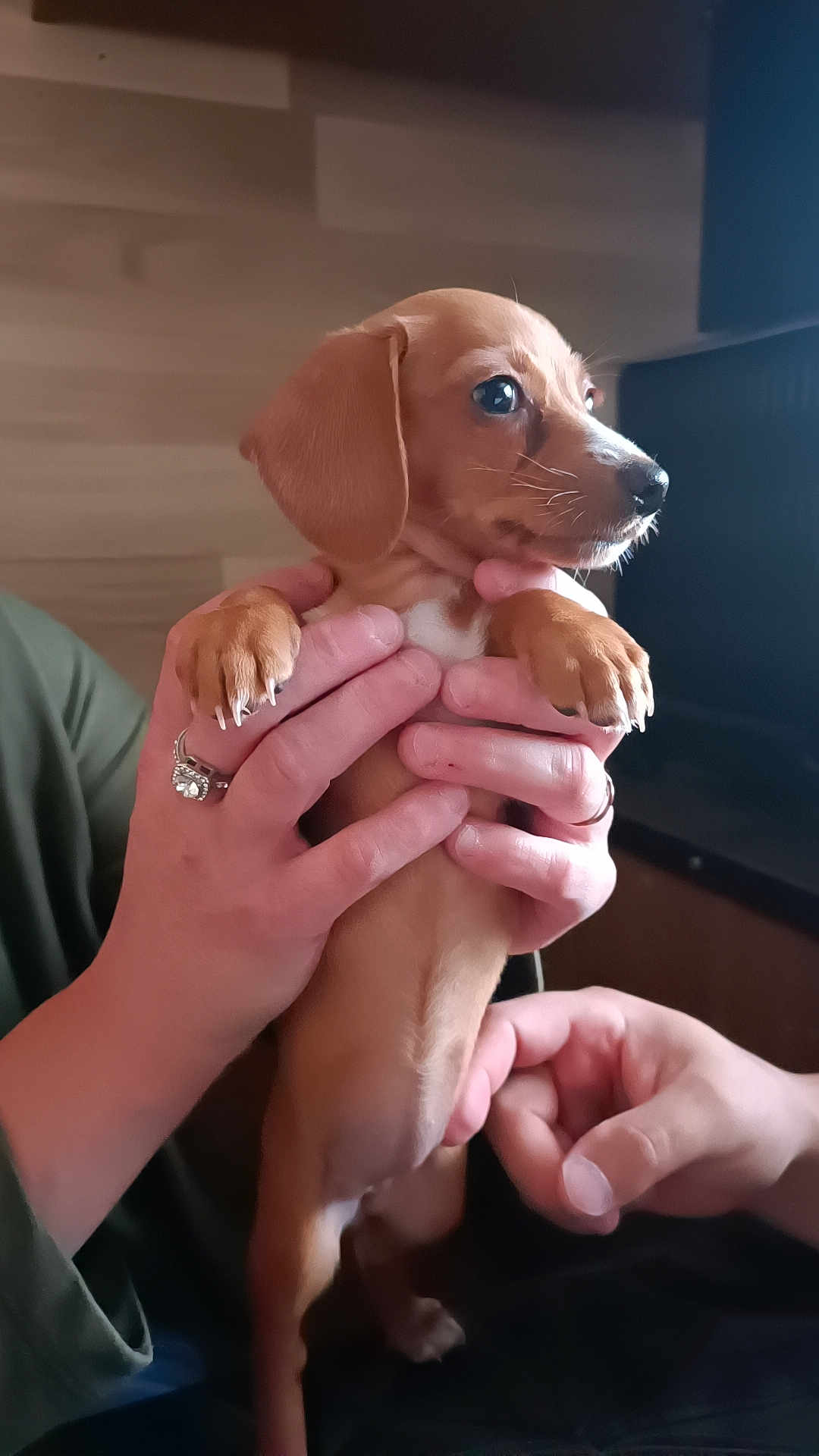 Stella a rejoint le concours — aidez-le/la à gagner de superbes lots ! puppy, dog, dachshund, brown_coat, hands, indoor, pet, animal, cute, small, young, looking_away, fingers, nails, human, warm_lighting, cozy, close_up, adorable, portrait