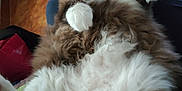 Mystic a rejoint le concours — aidez-le/la à gagner de superbes lots ! cat, fluffy, pet, animal, feline, paw, fur, relaxed, indoor, floor, lap, white, brown, black, household, cozy, cute, resting, soft, domestic