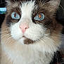 Mystic participe au concours pour gagner de l'argent avec cette photo : cat, close_up, blue_eyes, fluffy, white_fur, brown_fur, pink_nose, whiskers, indoor, pet, animal, portrait, curious, serene, feline, soft_fur, looking_up, mammal, domestic_cat, whisker_detail