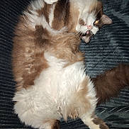 Mystic participe au concours pour gagner de l'argent avec cette photo : animal, brown, cat, closeup, cozy, cute, domestic, fluffy, fur, indoor, lying_down, paw, pet, playful, relaxed, resting, soft, tail, whiskers, white
