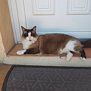 Mystic a rejoint le concours — aidez-le/la à gagner de superbes lots ! cat, fluffy, brown, white, door, doormat, porch, animal, pet, resting, feline, domestic, fur, relaxed, side_view, outdoor, step, quiet, calm, home