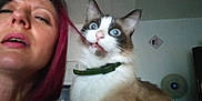 Mystic participe au concours pour gagner de l'argent avec cette photo : bite, blue_eyes, casual, cat, closeup, collar, domestic_animal, expression, face, fan, funny, fur, furniture, hair, home, indoor, person, pet, playful, woman