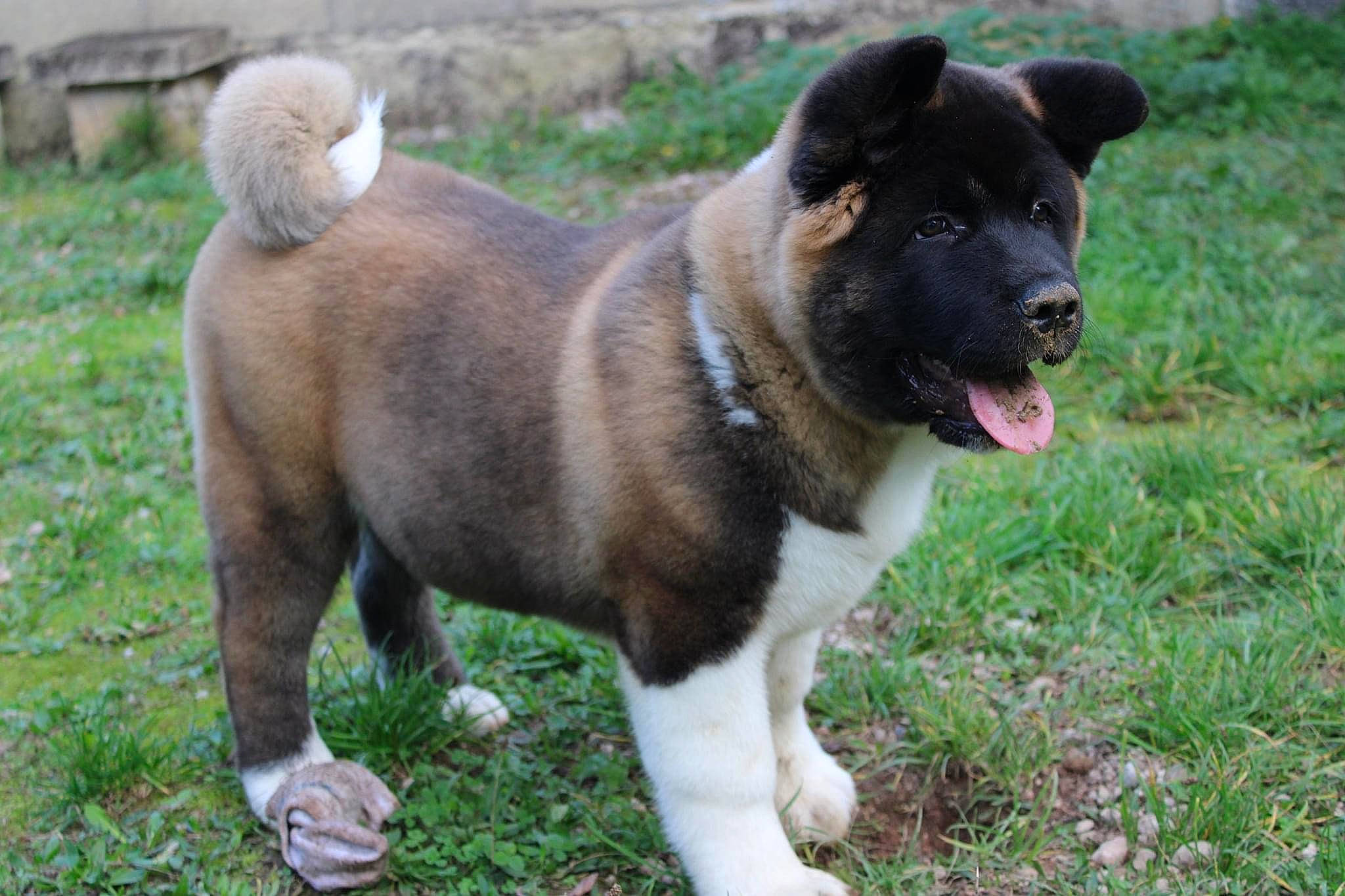 Saïko a rejoint le concours — aidez-le/la à gagner de superbes lots ! ancient_dog_breeds, canidae, carnivore, collar, companion_dog, dog, dog_breed, dog_supply, fur, grass, mammal, pet_supply, snout, sporting_group, tail, terrestrial_animal, tongue, vertebrate, working_animal, working_dog