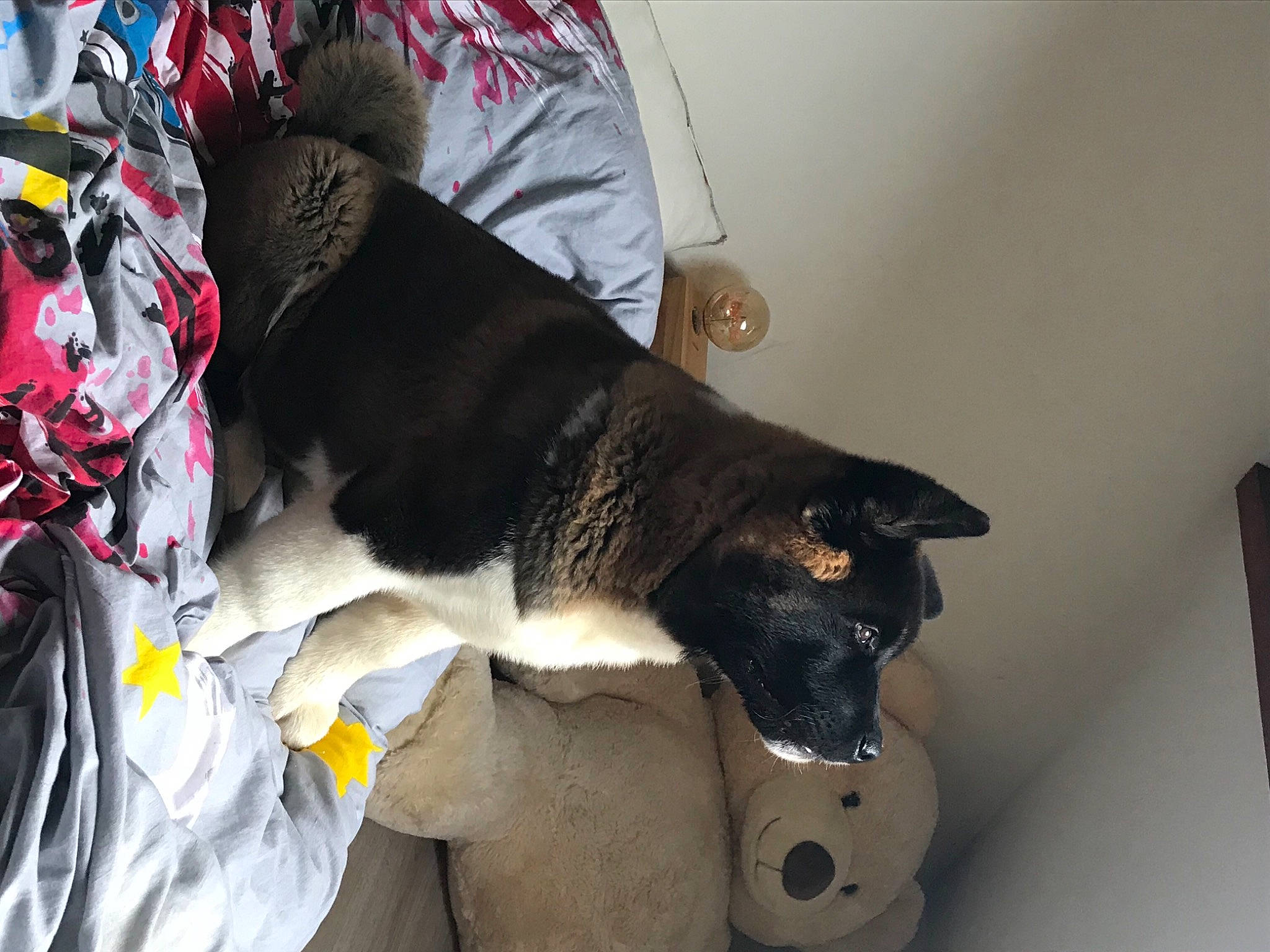 Saïko a rejoint le concours — aidez-le/la à gagner de superbes lots ! canidae, carnivore, collar, comfort, companion_dog, dog, dog_breed, dog_collar, dog_supply, fur, paw, pet_supply, snout, sporting_group, vertebrate, working_animal, working_dog