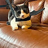 cat, gray_and_white, bat_wings, costume, leather_couch, indoor, pet, animal, cute, feline, whiskers, ears, paws, resting, looking_at_camera, brown, cozy, fur, playful, halloween