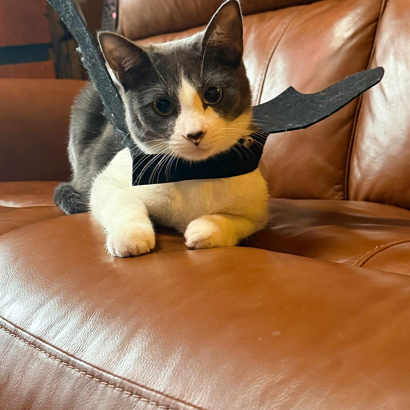 Aurora is registered to the contest to win money with this photo: cat, gray_and_white, bat_wings, costume, leather_couch, indoor, pet, animal, cute, feline, whiskers, ears, paws, resting, looking_at_camera, brown, cozy, fur, playful, halloween