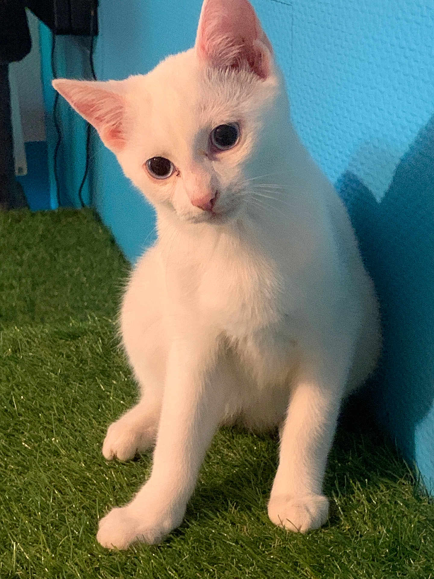 Ataya a rejoint le concours — aidez-le/la à gagner de superbes lots ! cat, white_cat, pet, animal, indoor, grass, blue_wall, curious, sitting, feline, cute, young_cat, portrait, whiskers, ears, paws, shadow, texture, closeup, domestic_animal