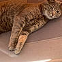 cat, tabby, feline, pet, animal, relaxed, lounging, chair, outdoor, sunlight, fur, whiskers, paws, resting, closeup, domestic_animal, mammal, cute, calm, texture