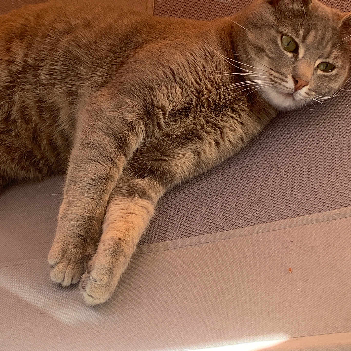 Maya