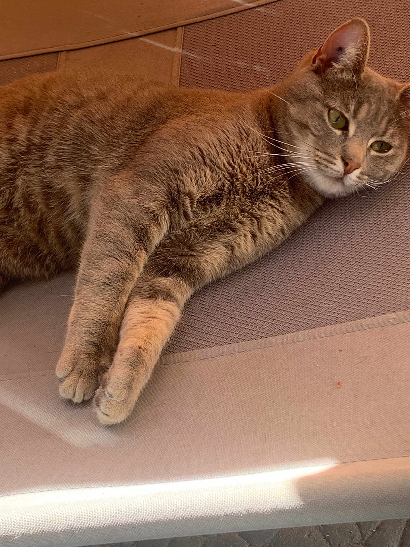 Maya
