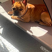 Naruto a rejoint le concours — aidez-le/la à gagner de superbes lots ! dog, french_bulldog, pet, animal, sunlight, shadow, resting, cot, collar, indoors, floor, paw, ears, fur, cute, companion, relaxed, home, portrait, mammal