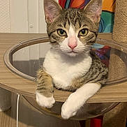 Ramuncho a rejoint le concours — aidez-le/la à gagner de superbes lots ! cat, tabby_cat, pet, animal, feline, indoor, cat_tree, scratching_post, bubble, curious, relaxed, white_paws, wooden_furniture, colorful_background, close_up, portrait, looking_at_camera, domestic_cat, fur, ears