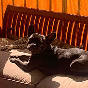 Nova a rejoint le concours — aidez-le/la à gagner de superbes lots ! dog, french_bulldog, cat, tabby_cat, cushion, wooden_bench, sunlight, orange_blinds, indoor, pet, relaxing, shadow, furniture, animal, companion, resting, cozy, home, domestic, comfortable