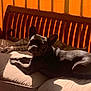 dog, french_bulldog, cat, tabby_cat, cushion, wooden_bench, sunlight, orange_blinds, indoor, pet, relaxing, shadow, furniture, animal, companion, resting, cozy, home, domestic, comfortable