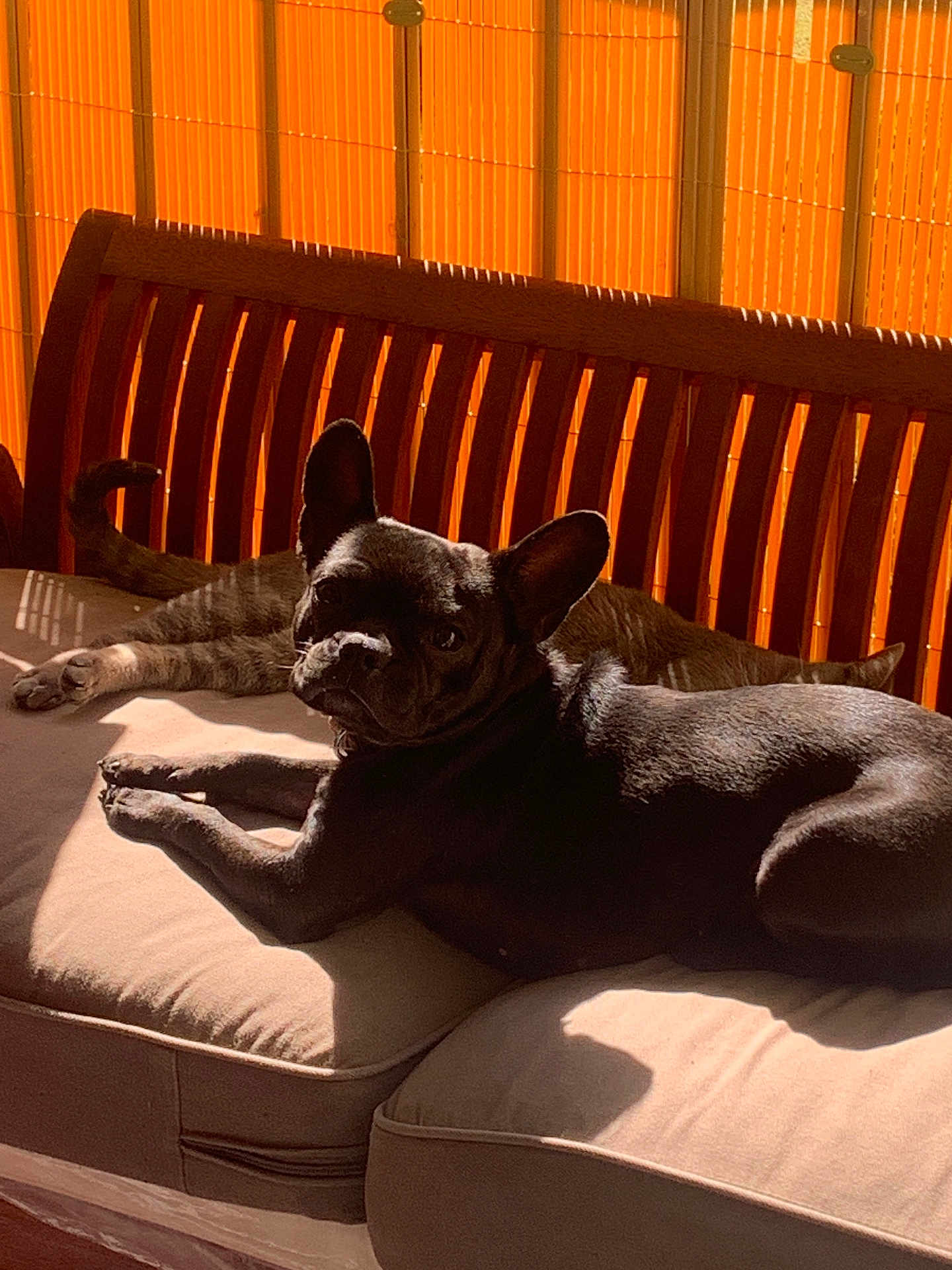 Nova a rejoint le concours — aidez-le/la à gagner de superbes lots ! dog, french_bulldog, cat, tabby_cat, cushion, wooden_bench, sunlight, orange_blinds, indoor, pet, relaxing, shadow, furniture, animal, companion, resting, cozy, home, domestic, comfortable