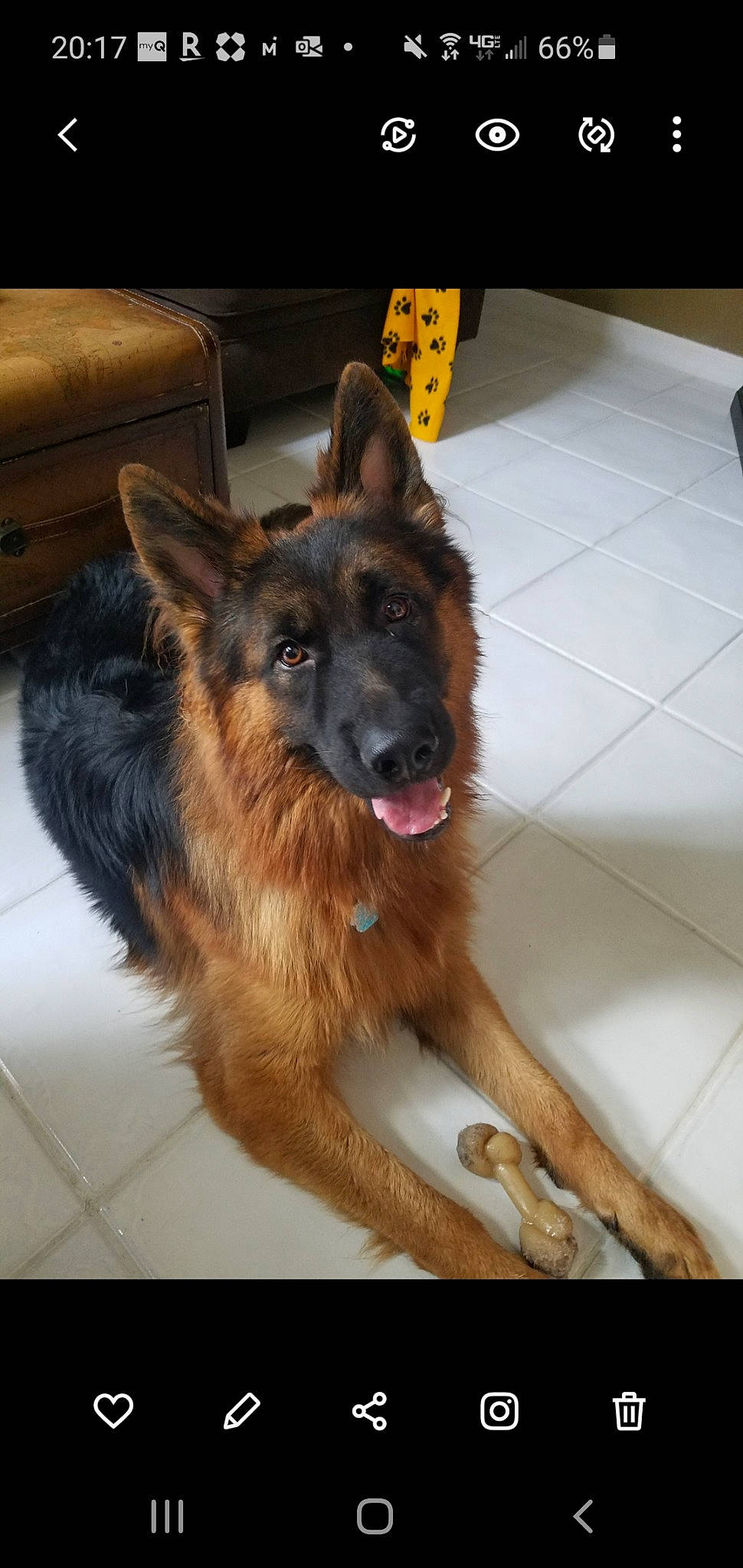 Maximillian Ionides joined the competition — help win amazing prizes! brown, canidae, carnivore, couch, dog, dog_breed, fawn, floor, flooring, fur, german_shepherd_dog, guard_dog, herding_dog, king_shepherd, liver, old_german_shepherd_dog, snout, sporting_group, tan, tile