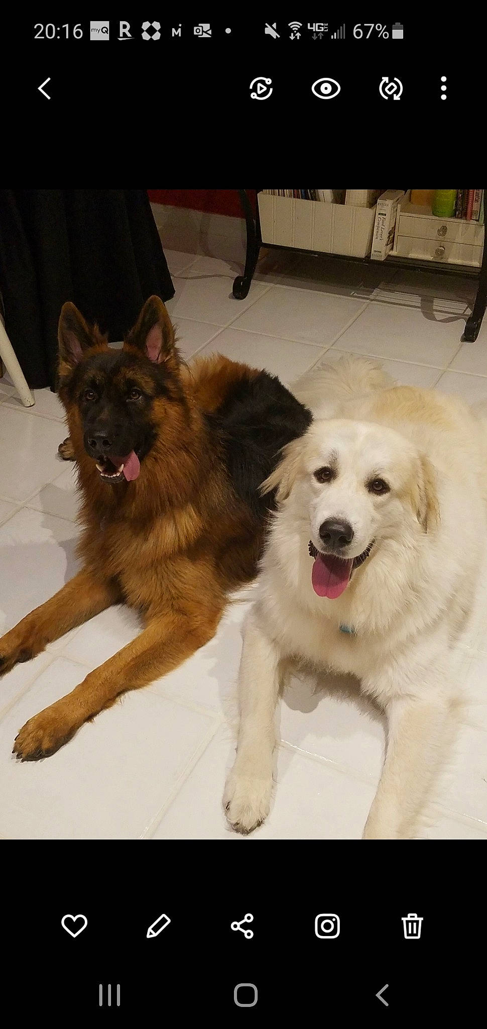 Maximillian Ionides joined the competition — help win amazing prizes! canidae, carnivore, companion_dog, dog, dog_breed, dog_supply, fur, german_shepherd_dog, guard_dog, herding_dog, king_shepherd, liver, livestock_guardian_dog, old_german_shepherd_dog, snout, snow, sporting_group, tongue, tooth, working_animal