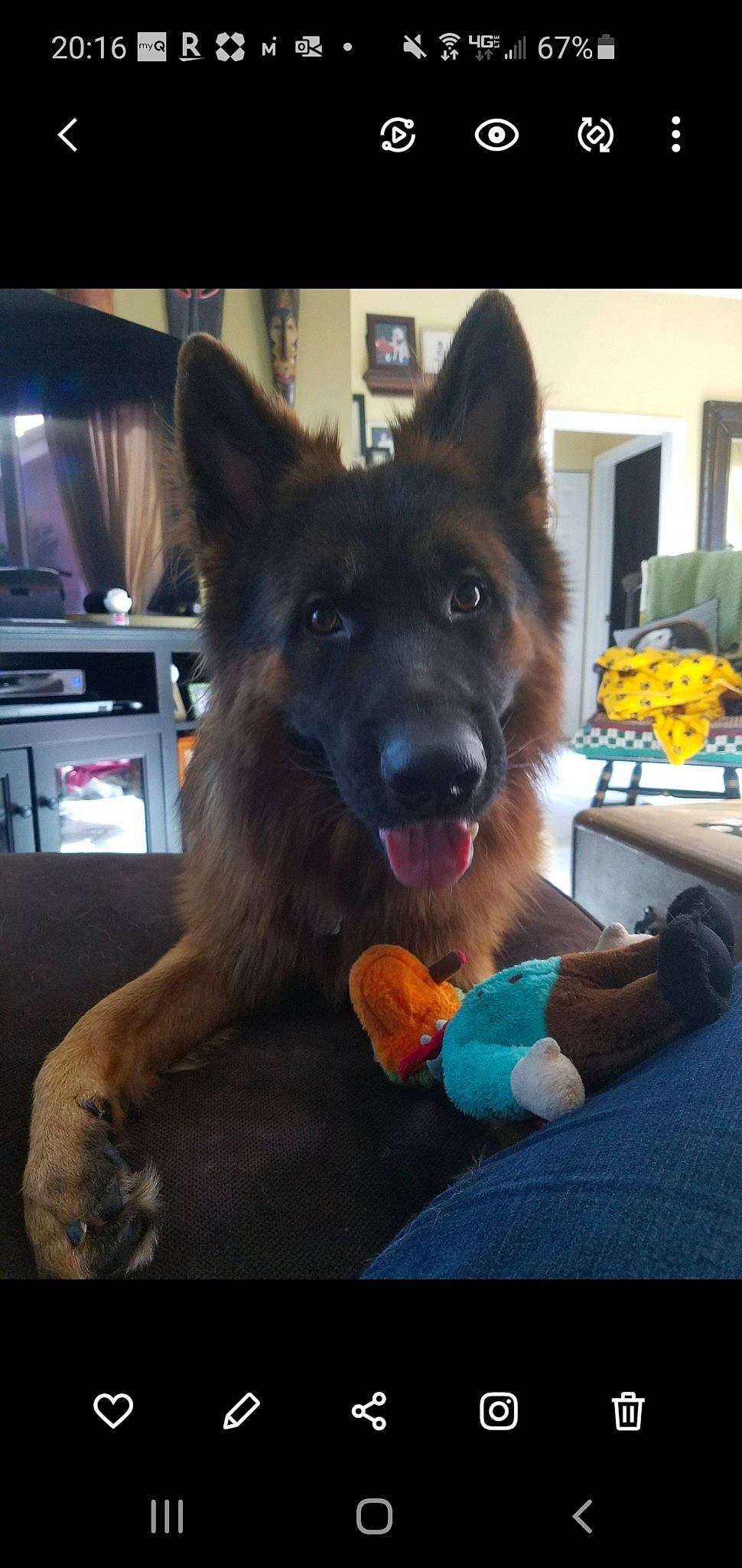 Maximillian Ionides joined the competition — help win amazing prizes! brown, canidae, carnivore, dog, dog_breed, dog_supply, dog_toy, fur, german_shepherd_dog, guard_dog, herding_dog, houseplant, king_shepherd, old_german_shepherd_dog, paw, plush, snout, stuffed_toy, toy, working_animal