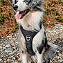 Blue a rejoint le concours — aidez-le/la à gagner de superbes lots ! dog, australian_shepherd, canine, pet, harness, leash, outdoor, nature, grass, rocks, tongue_out, blue_eye, fur, sitting, animal, happy, portrait, daylight, greenery, closeup