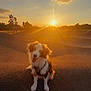 Blue a rejoint le concours — aidez-le/la à gagner de superbes lots ! dog, sunset, outdoor, happy, animal, nature, sky, clouds, sun, light, fluffy, pet, sitting, golden_hour, landscape, warm_colors, playful, cute, canine, evening