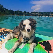 Blue participe au concours pour gagner de l'argent avec cette photo : dog, paddleboard, water, lake, blue_sky, sunny, outdoor, nature, boat, greenery, animal, pet, canine, relaxing, summer, recreation, leash, harness, floating, vacation