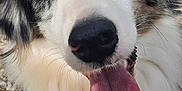 Blue a rejoint le concours — aidez-le/la à gagner de superbes lots ! dog, close_up, tongue_out, happy, outdoor, rocky_ground, fur, black_nose, white_fur, gray_fur, pet, animal, canine, smiling, leash, harness, ears, nature, daylight, portrait