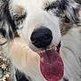 dog, close_up, tongue_out, happy, outdoor, rocky_ground, fur, black_nose, white_fur, gray_fur, pet, animal, canine, smiling, leash, harness, ears, nature, daylight, portrait