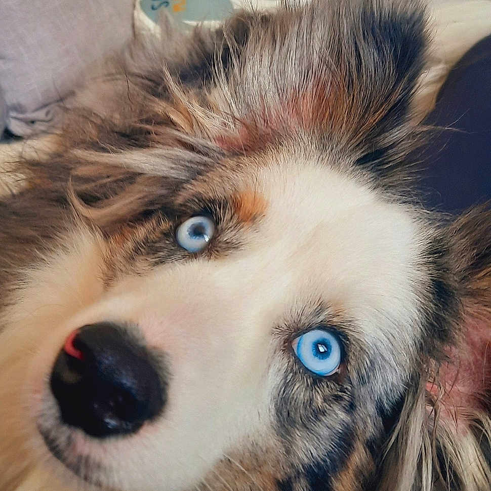 Blue participe au concours pour gagner de l'argent avec cette photo : animal, blue_eyes, close_up, companion, couch, cozy, cute, dog, ears, fluffy, friendly, fur, home, indoor, lying_down, nose, pet, pillow, portrait, relaxed