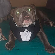 Mcfly a rejoint le concours — aidez-le/la à gagner de superbes lots ! dog, tuxedo, pet, animal, indoor, lying_down, portrait, flash, green_eyes, canine, cute, formal_wear, bed, paws, muzzle, tongue, furniture, domestic_animal, companion, relaxed