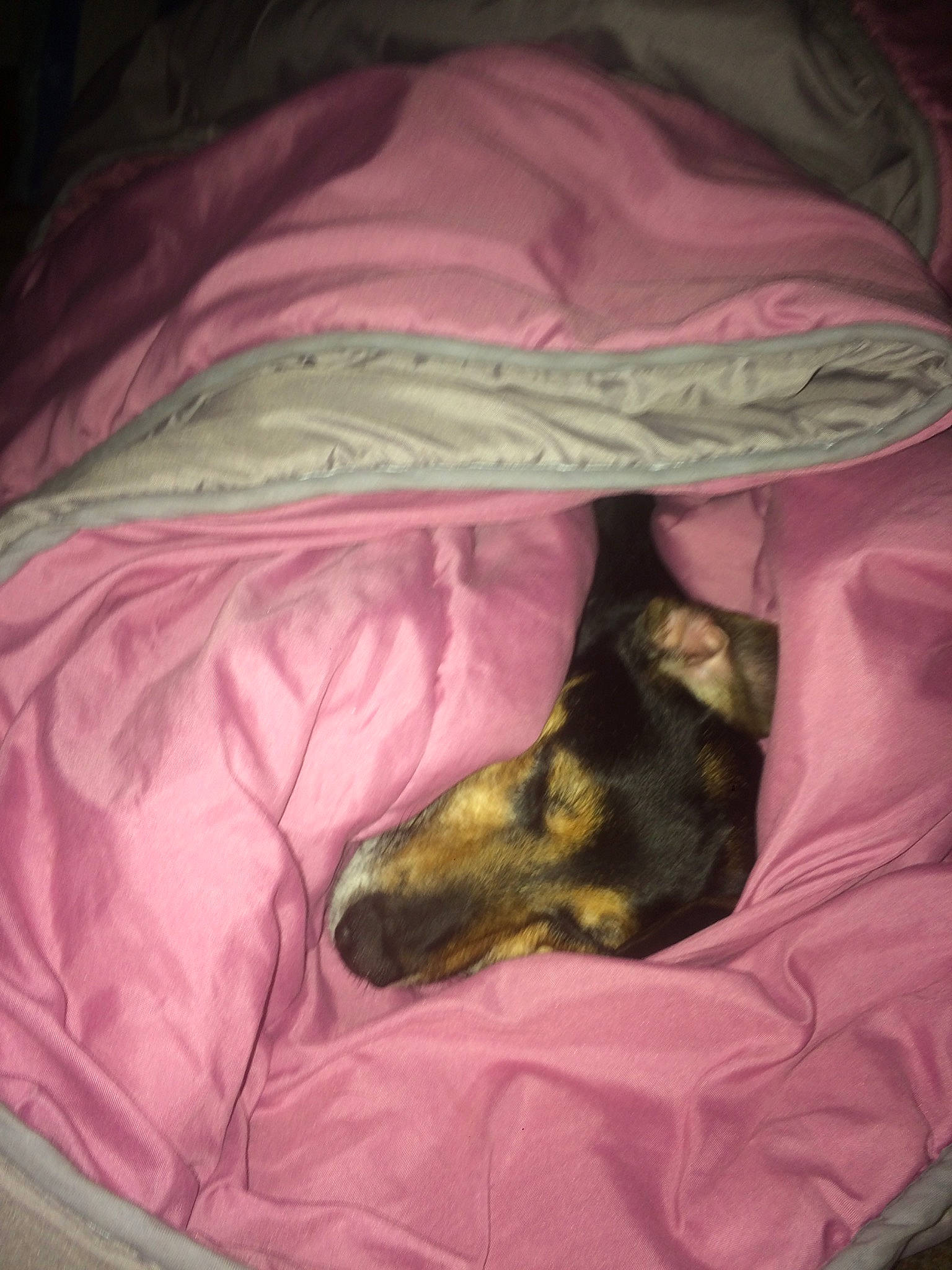 Eliote participe au concours pour gagner de l'argent avec cette photo : bed_sheet, canidae, carnivore, dachshund, dog, dog_breed, greyhound, linens, lurcher, pink, sleep