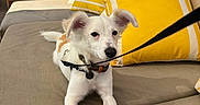 Finn joined the competition — help win amazing prizes! dog, puppy, couch, pillows, yellow_pillows, leash, outdoor, cafe, furniture, pet, canine, relaxing, cute, animal, playing, domestic_animal, friendly, young_dog, striped_pillows, sunlight