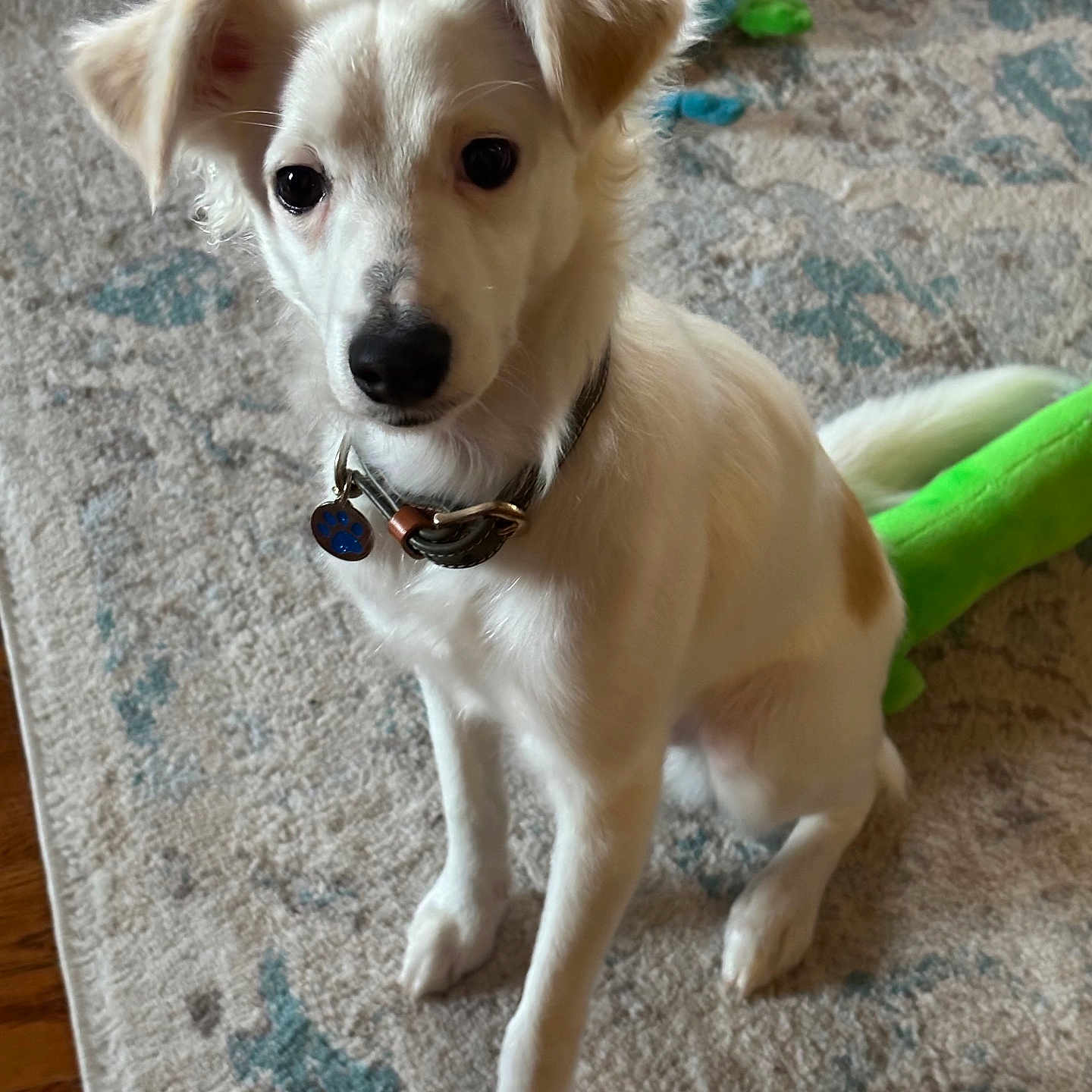 Finn is registered to the contest to win money with this photo: dog, white_dog, puppy, collar, tag, indoor, carpet, toy, playful, pet, animal, sitting, cute, fur, ears, black_nose, looking, floor, domestic_animal, young_dog