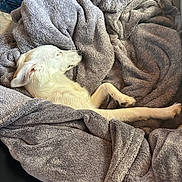 Finn is registered to the contest to win money with this photo: dog, white_dog, sleeping, blanket, gray_blanket, cozy, indoor, pet, relaxation, fur, paw, resting, comfort, soft_texture, couch, snuggling, domestic_animal, animal, canine, nap