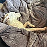 dog, white_dog, sleeping, blanket, gray_blanket, cozy, indoor, pet, relaxation, fur, paw, resting, comfort, soft_texture, couch, snuggling, domestic_animal, animal, canine, nap