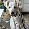 Finn is registered to the contest to win money with this photo: puppy, dog, white_dog, leash, collar, bench, outdoor, pet, animal, ears, black_nose, young_dog, sitting, curious, close-up, urban, sidewalk, plant, potted_plant, daylight