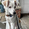 Finn is registered to the contest to win money with this photo: dog, white_dog, pet, collar, leash, bench, brick_wall, outdoor, side_view, ears_up, thoughtful, animal, fur, paw_tag, concrete_floor, urban, small_dog, sitting, closeup, daylight